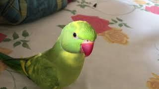 Cute parrot likes to sneak under bed covers 