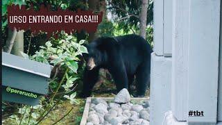 Black Bear inside home!!! URSO ENTRANDO EM CASA!!! @pererucho