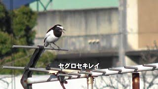 30秒の心象風景30165・場所争い～野鳥～