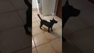 dog chases tail 