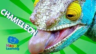 Videos for Children | Chameleon for Kids (Educational Video)