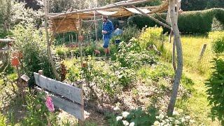  Schritt für Schritt zum Permakulturgarten - Gartenrundgang Ende Juni 2022 |  Folge 233