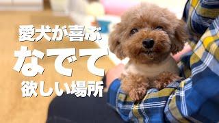 ここを撫でて！　愛犬が喜ぶ撫でて欲しい場所・嫌がる場所