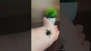 Укусила пчела. Что делать?