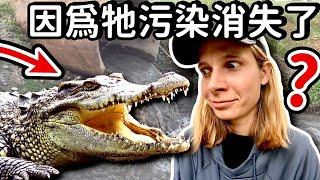 In Taiwan They Use Crocodiles To Fight Pollution?!