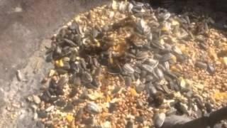 Honeybees love bird seed