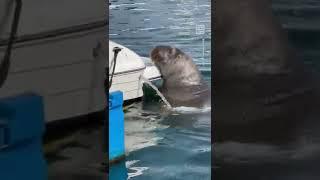 Freya the Celebrity Walrus Amuses Onlookers With Antics 