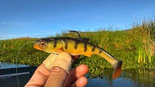Descubrí el Señuelo Más Efectivo para Pescar Lobina! | Swimbait