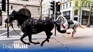 Five injured as escaped Household Cavalry horses bolt through London in six mile rampage