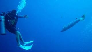 Giant Barracuda Charging group of divers