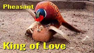 KING OF LOVE/ rabbit?/ PHEASANT! / To breeding pheasants at home