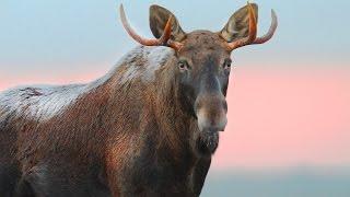 Лось во время гона. Киносъемка "на вабу". Elk during the rut.