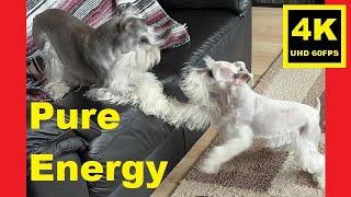 Playtime Before  Coffee - Miniature Schnauzer Brothers