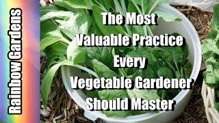 Succession Planting: The Most Valuable Practice Every Vegetable Gardener Should Master |  THE GARDEN