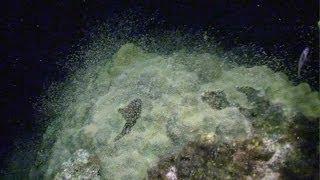 Coral Spawning Dives with Ocean Frontiers Dive Shop