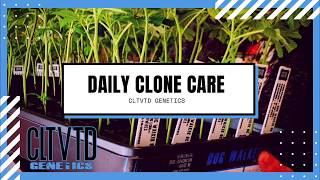 Daily Clone Care | Proper Watering