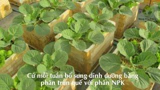 Trồng bắp cải trong thùng xốp cho cả gia đình