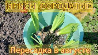 Посадка ирисов бородатых..🪻Что положить в лунку при посадке в конце лета или осенью..Подробно..