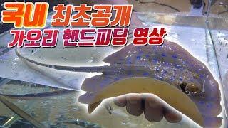 치명적인 독이있는 바다 가오리를 입양했습니다! 핸드피딩 영상공개! [해수인TV]