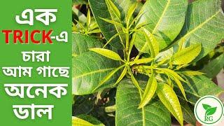 প্রুন না করেই চারা আম গাছ কীভাবে ঝোপালো করবেন | Trick to Make Mango Seedling Bushy | RAJ Gardens