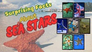 All About SeaStars|Facts about starfish that will surely surprise you|Let's learn about the starfish