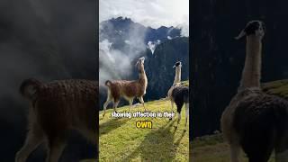 Llama Drama!  Fun Facts About This Fluffy Mountain Star! #llama #alpaca #animalfacts #wildlife