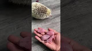 Girl Raise a Mother Hedgehog