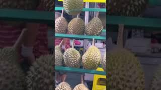Yummy Durian the Most Popular Fruit in Thailand Indonesia and Malaysia