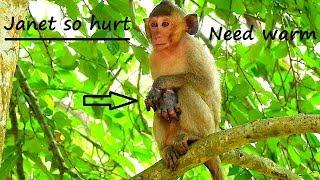 NEED WARM HEART | Poor little monkey Janet still much hurt hand,Jane continue groom her baby