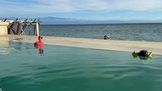 Flamingo and Turtle pool race.  ￼ Who  will win by a nose? The drama unfolds.