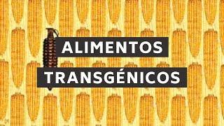 Alimentos transgénicos | Perspectiva Verde