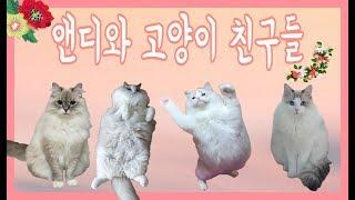 랙돌, 네바마스커레이드, 고양이 친구들 집에 놀러가다!!