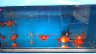 Goldfishes at Lunar New Year Fair