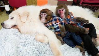 グレートピレニーズと仲良しすぎて、いつもくっついて寝るお猿さんが可愛すぎる
