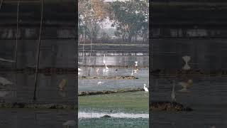 nature | egret | bird | forest | beautiful scenery | relaxing clip | PT 3 | EP 3 | ️️
