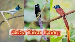 Những Loài chim Thiên Đường nổi bất sinh sống ở Việt Nam và Thế giới || Đạt Bird TV