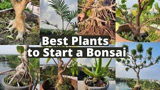 Bonsai Tree for Beginners