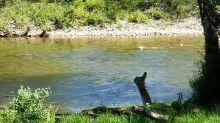 Fishes Swimming Upstream in Thames River