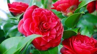 422.Camelia ko ghar pr kaise lagaye/How to grow and care Camelia.