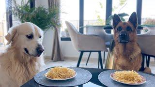 Spaghetti Eating Competition: German Shepherd vs. Golden Retriever