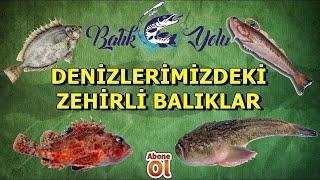 Denizlerimizdeki Zehirli Balıklar / Poisonous Fishes