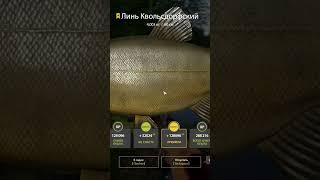 ммм, шестой немец #russianfishing4 #fishing #русскаярыбалка4