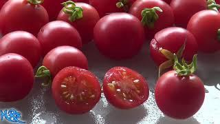 ⟹ Wild pink cherry tomato | Solanum lycopersicon humboldtii | Tomato review 2018