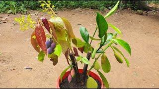 Amazing Multi Grafting Technique | Two Kind Of Tree Propagating Method 100% Success