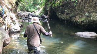 Nemu Spot Mancing Surganya Channa limbata di Daerah Sleman‼️