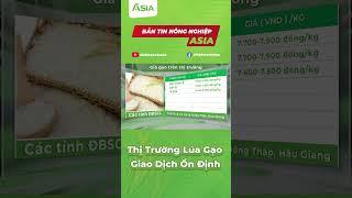 Thị trường lúa cập nhất mới nhất| Sinh Học Châu Á