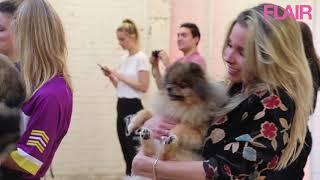 Halo Top Creamery X Pilates met puppies