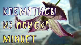 Клематисы из Поиска. Minuet