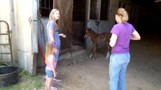 Foal cries, mom comes running.