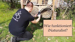 Wie funktioniert iNaturalist? (deutsche Anleitung)